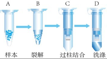 DNA的乙醇沉淀（DNA,实验简介,实验材料及试剂,实验步骤,实验所需试剂）