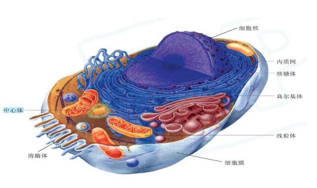 人造细胞的行为更像真实的事物