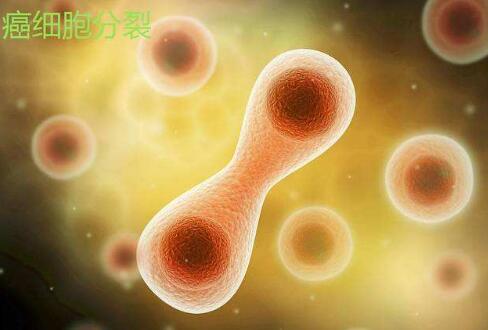酵母研究可深入了解细胞分裂周期